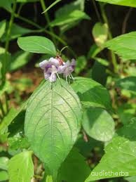 Nilgirianthus ciliatus leaf5.jpg